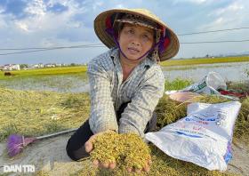 Đồng lúa chín ở huyện ngoại thành Hà Nội chìm nghỉm, nguy cơ mất trắng