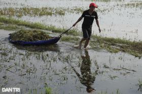 Đồng lúa chín ở huyện ngoại thành Hà Nội chìm nghỉm, nguy cơ mất trắng