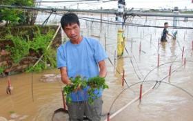 Bão lũ ập tới, lúa nếp đặc sản trồng ở một xã của Thái Nguyên nhìn chỉ thấy lá, nguy cơ mất trắng