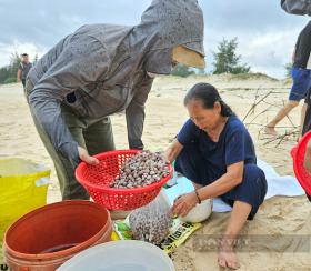 Sò huyết xuất hiện la liệt ở bãi biển một xã của Quảng Bình, dân kéo nhau ra vớt bán kiếm bộn tiền  第5张