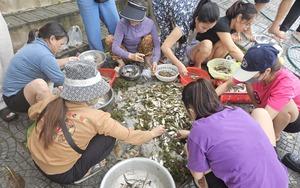 Sò huyết xuất hiện la liệt ở bãi biển một xã của Quảng Bình, dân kéo nhau ra vớt bán kiếm bộn tiền  第9张