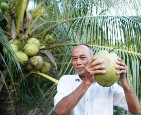 Cây đặc sản thấp tè thế này đã ra quả ngon to bự, nông dân Trà Vinh hễ bẻ là bán hết veo