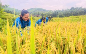 Cận cảnh: Nông dân Nghệ An làm cá cơm rim lạc, đỏ lửa nấu bánh chưng gửi đồng bào vùng lũ miền Bắc  第10张