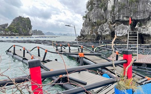 Quảng Ninh: Giá trục vớt tàu du lịch gần trăm triệu đồng, nhưng hơn 20 tàu vẫn ngâm nước biển