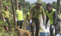  Loài voi bị suy giảm quá nhanh, Việt Nam lên kế hoạch bảo vệ lâu dài 