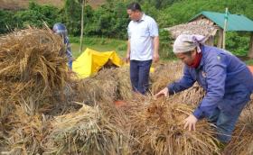  Nhiều ha lúa nảy mầm, nông dân thiệt hại hàng tỷ đồng 