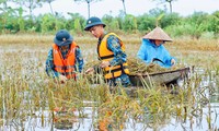  Nhiều ha lúa nảy mầm, nông dân thiệt hại hàng tỷ đồng 