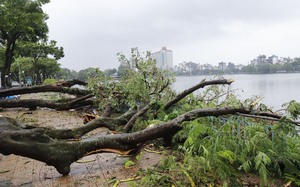 Công nhân cưa mòn cả lưỡi xích, công viên ở Hà Nội vẫn la liệt cây đổ do bão số 3  第17张