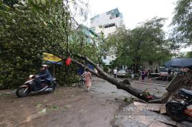 Bão Yagi chưa đổ bộ, cây xanh ở Hà Nội đã đổ la liệt, đường phố ùn tắc trầm trọng