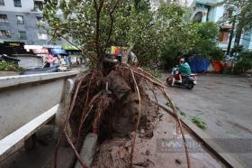 Bão Yagi chưa đổ bộ, cây xanh ở Hà Nội đã đổ la liệt, đường phố ùn tắc trầm trọng