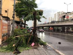 Bão Yagi chưa đổ bộ, cây xanh ở Hà Nội đã đổ la liệt, đường phố ùn tắc trầm trọng