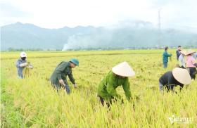 Sơn La: Chuyển đổi số trong quản lý mã số vùng trồng