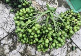 10 ngày, giá cau từ 85.000 đồng/kg xuống còn 25.000 đồng/kg